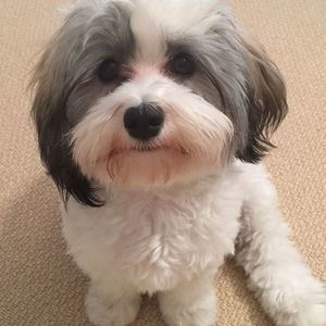 Meet your Posher, Huānlè